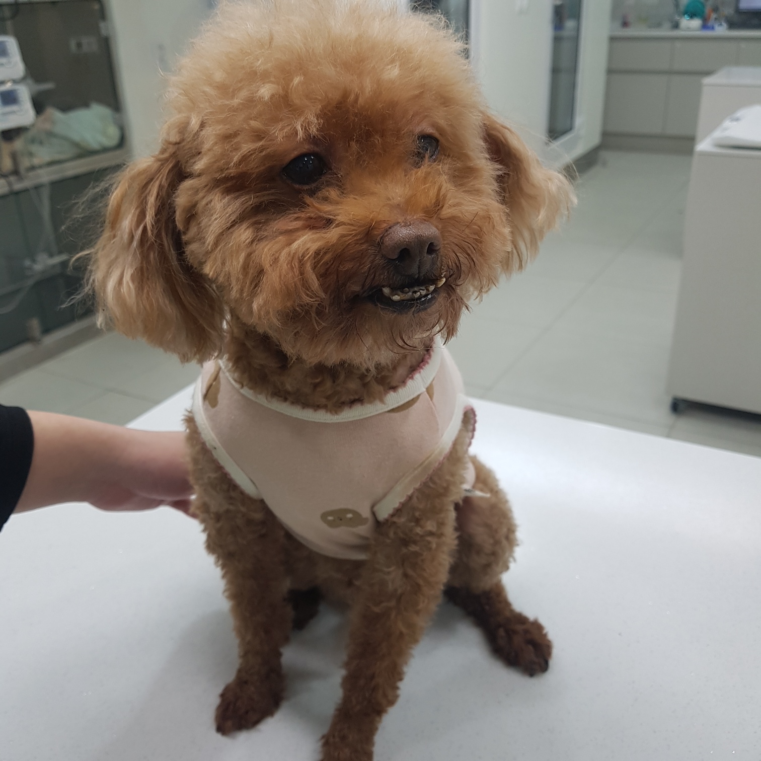링크늘푸른동물병원_445464202403203